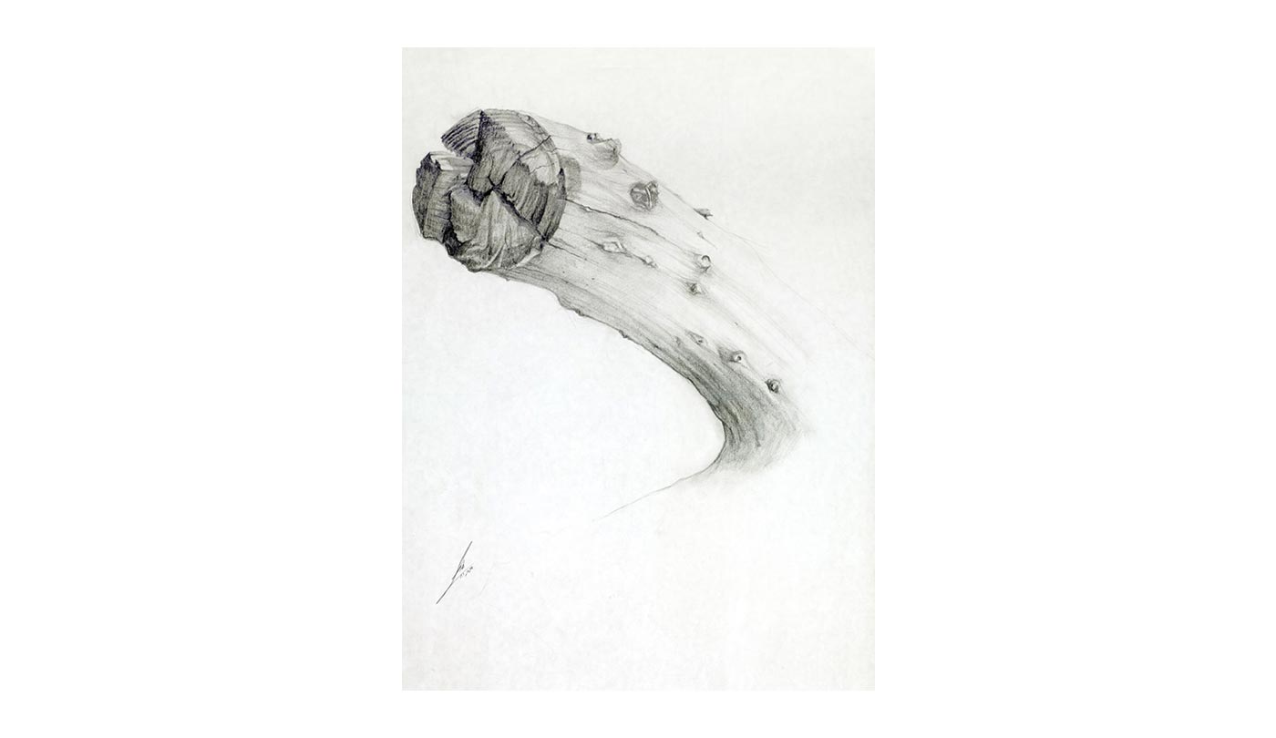 pencil drawing 2005, 34X25 cm