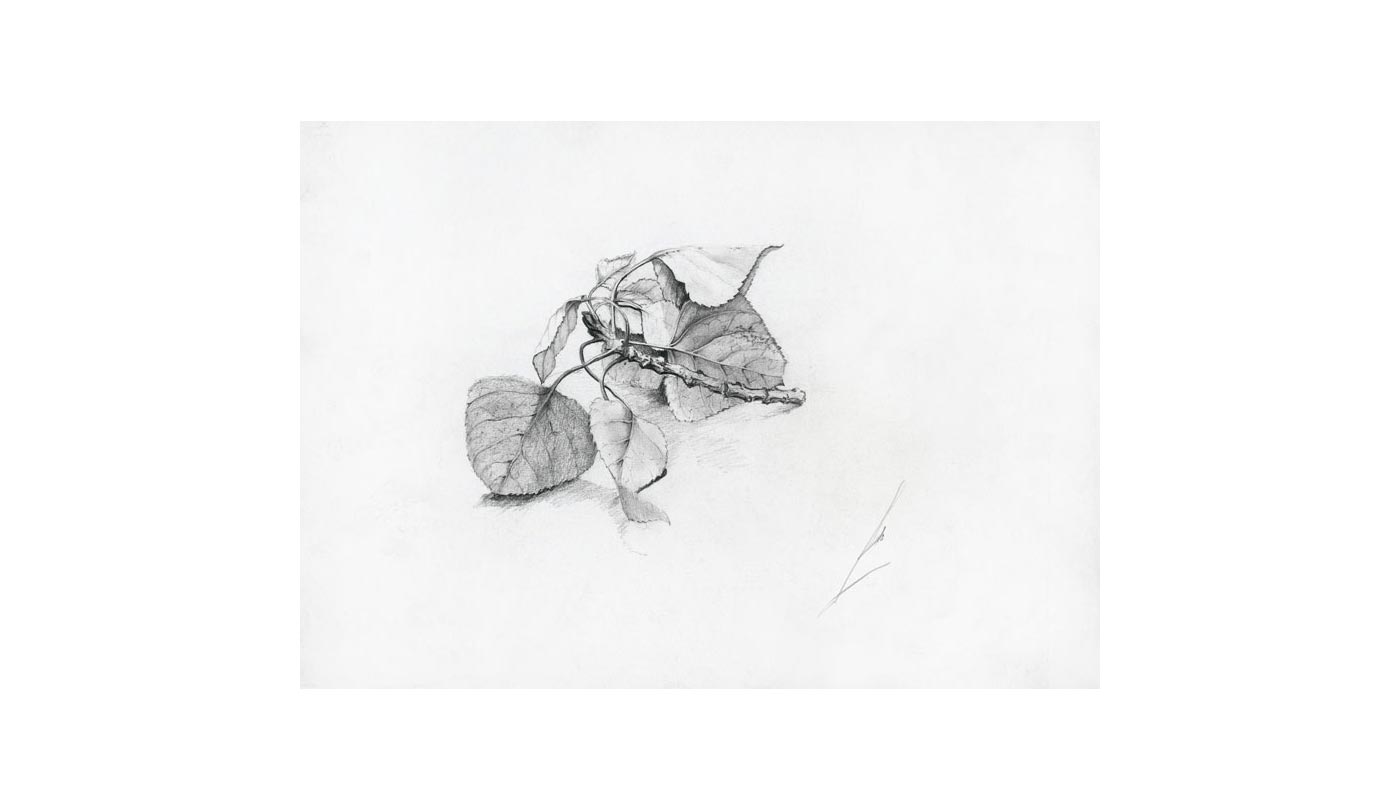 pencil drawing 2008, 34X25 cm