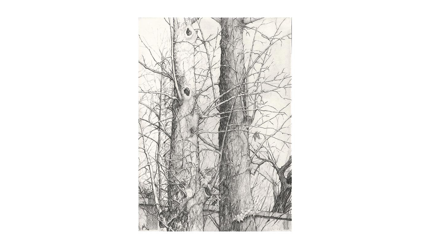 pencil drawing 2006, 34X25 cm