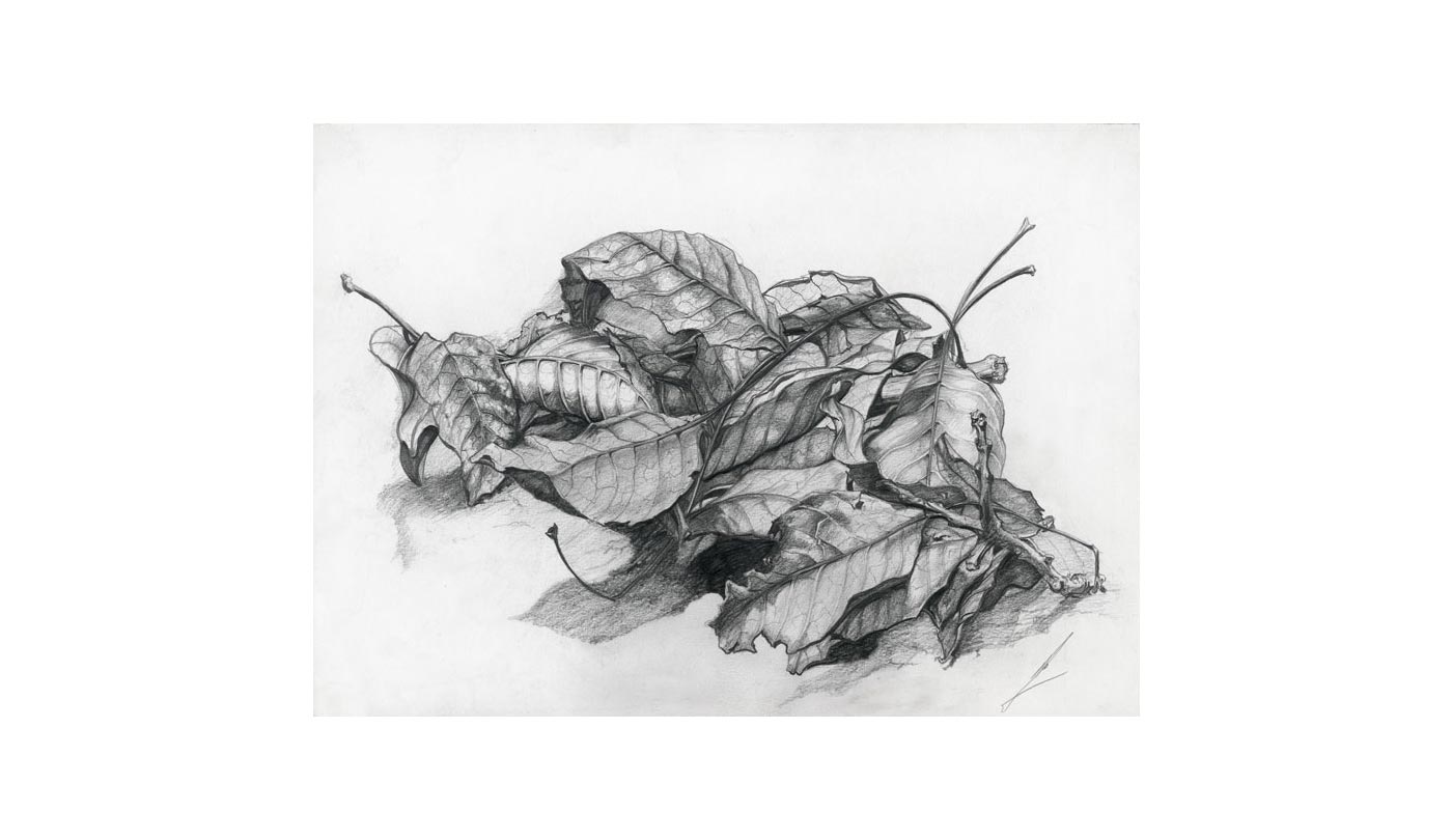 pencil drawing 2005, 34X25 cm